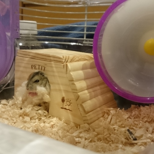 バーバーママのカバー写真