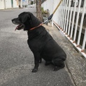 ラブラドール！ブラック