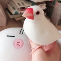 至急！文鳥1歳オスを可愛がってくれる飼い主さん募集