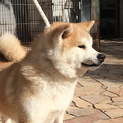 秋田犬の子犬　応募多数の為一旦募集を停止します