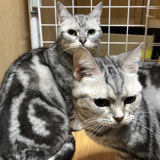 アメショの双子ちゃん