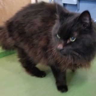 里親様決定❤  ありがとうございました