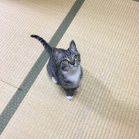 コタロ