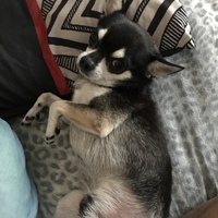 ロイ