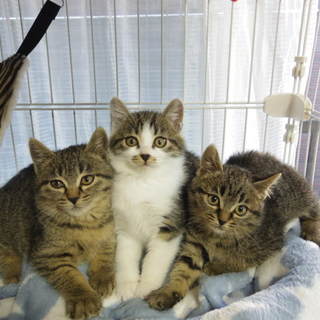 とてもかわいい美人三姉妹です！