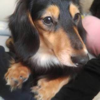 廃業ブリーダーより保護・１歳・オス・ダックス