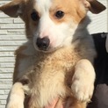 人懐こいつぼみちゃん/有難うございました！