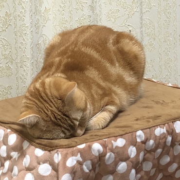 プリンの写真