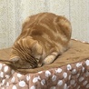 の写真
