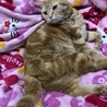 の写真
