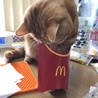 癖は、ポテトみると触って遊びたがるところ
