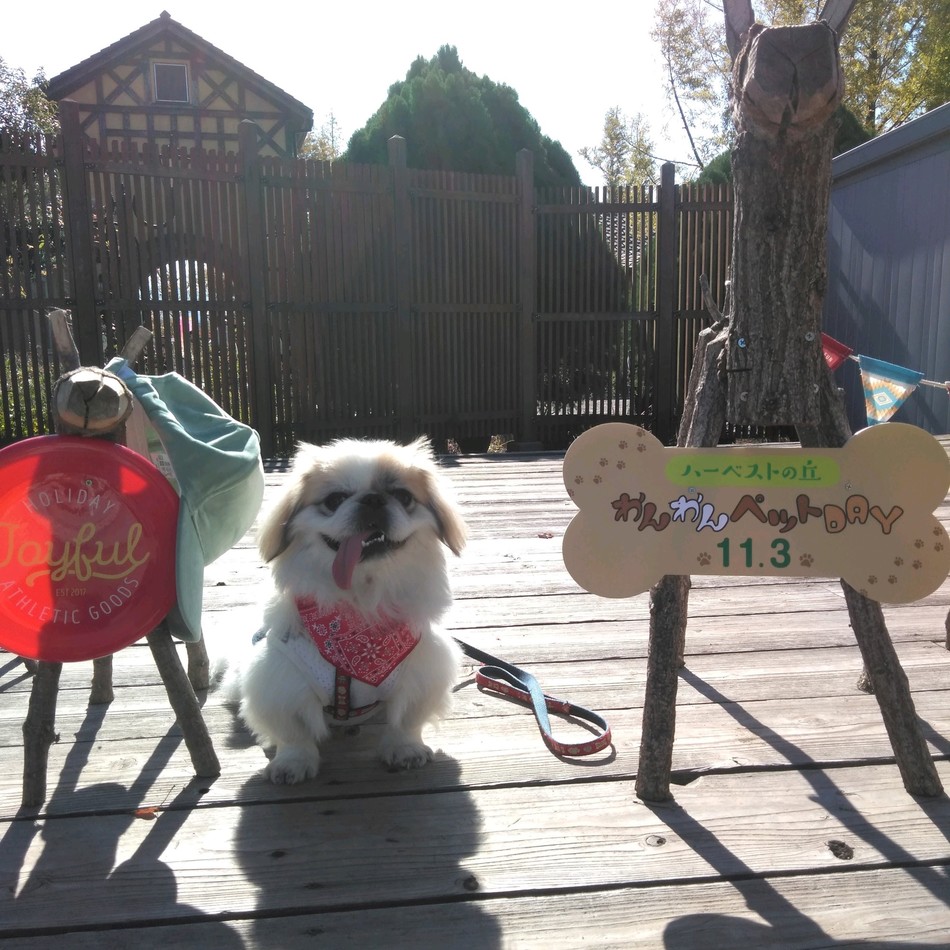 レオのカバー写真