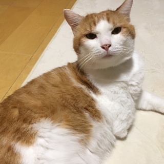 おっきなお顔のまんまる丸福！