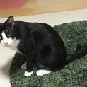 黒白タキシードの優作くん
