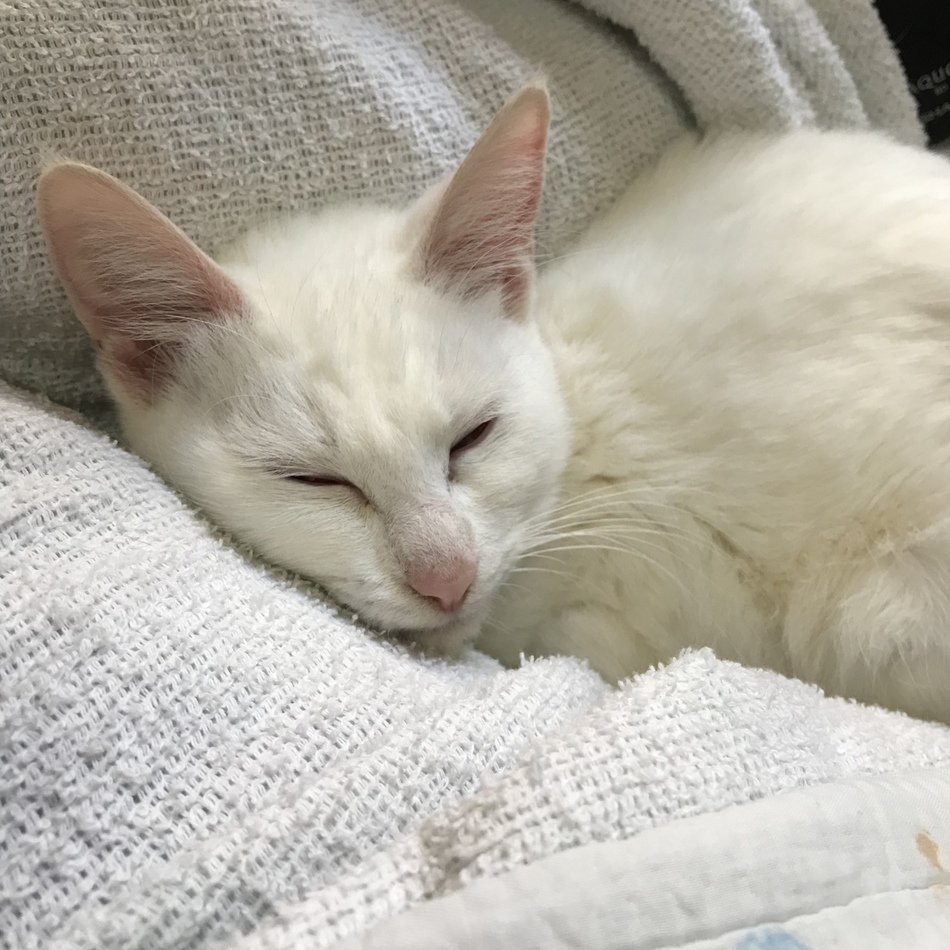 アリアのカバー写真