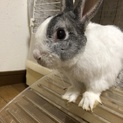 ミニウサギ