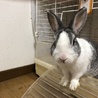ミニウサギ サムネイル2