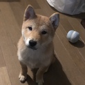 柴犬が里親募集中！