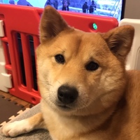 ゴン太