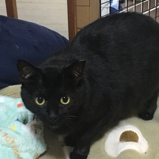 緊急/久留米市/黒猫♀ 里親募集