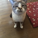 野良猫助けてあげてください