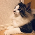 トムくん ノルウェージャンフォレストキャット