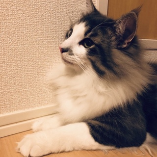 トムくん ノルウェージャンフォレストキャット
