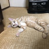 ちび