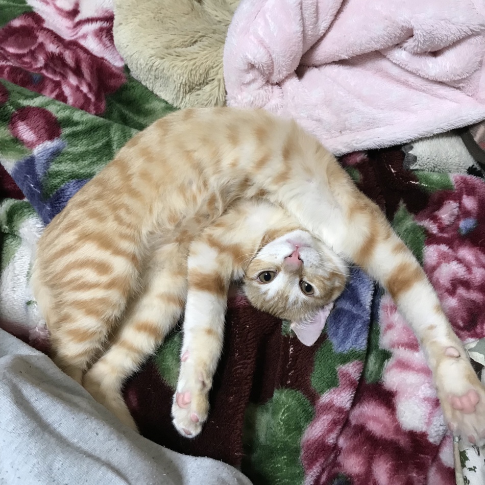 ちびのカバー写真
