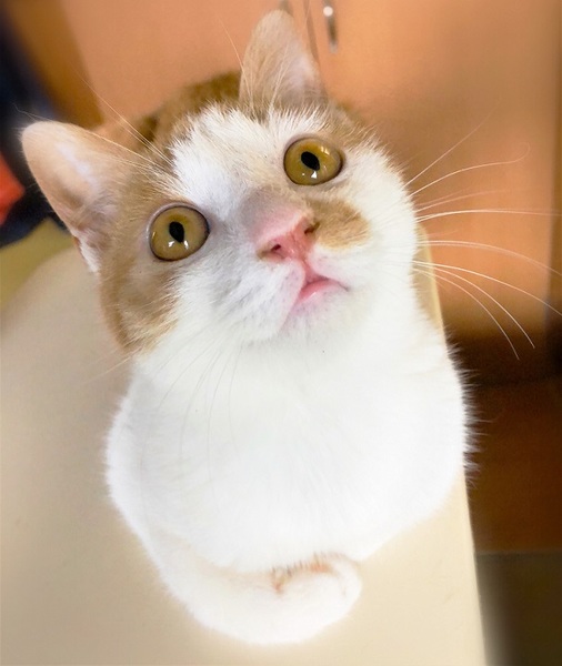 びっくり顔の男の子 むっく君 愛知県 猫の里親募集 ペットのおうち 月間利用者150万人