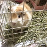 モルシ待つ