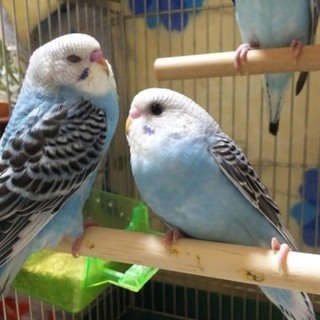 11月27日～12月7日生まれ