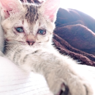 沖縄にて子猫の里親募集！里親決定