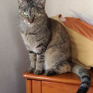 線路跡地に居た猫ちゃん３匹、保護して里親募集中～！