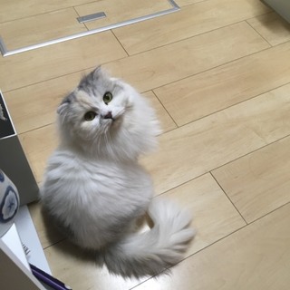 折れ耳スコティッシュ♀