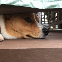 ココア