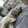ウズラ9240