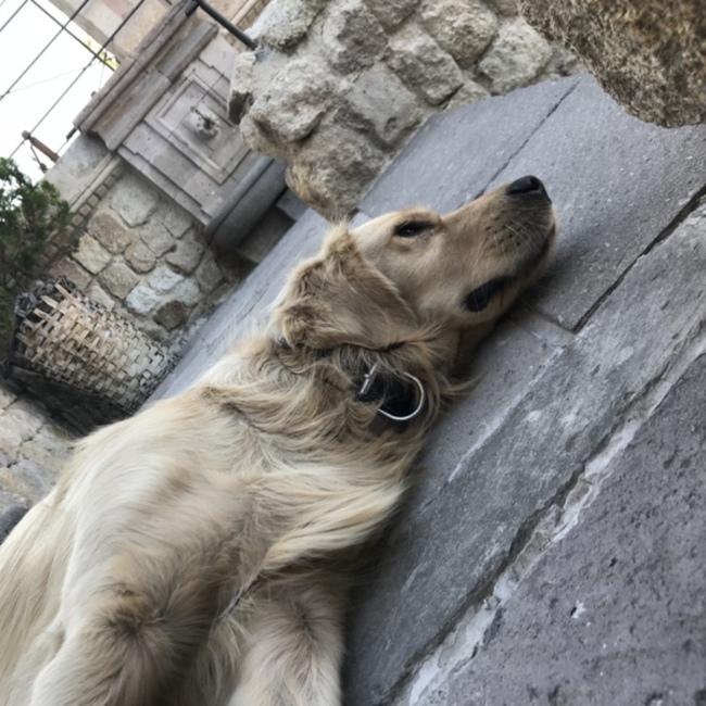 ウズラ9240のカバー写真