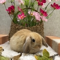 まだ幼少期のうさぎちゃんをお願いします！