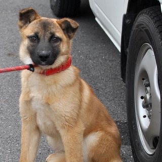 幼犬たまちゃん  家族を待っています