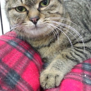 キジトラ　スリスリな女の子