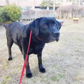 ラブラドール(黒)♀12歳ノラ