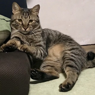 １才半！キジトラ　強運のしゅうくん