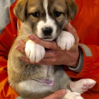 ２ヶ月女の子ラムダ