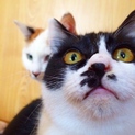 お鼻に猫ちゃんの顔の柄があります♪