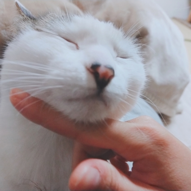 サ キ コのカバー写真