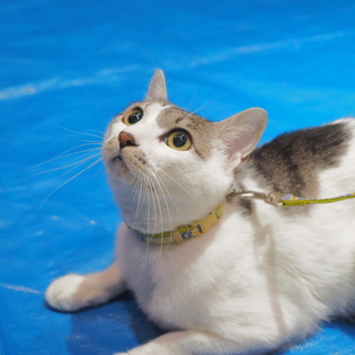 トライアル決定　サニトラ君★