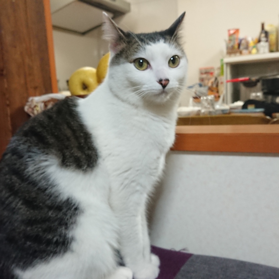 はなのカバー写真