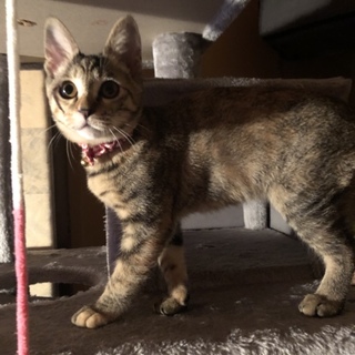 可愛いキジトラの女の子 3カ月