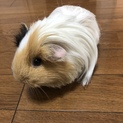 3歳ロングヘアーモルモットの里親募集
